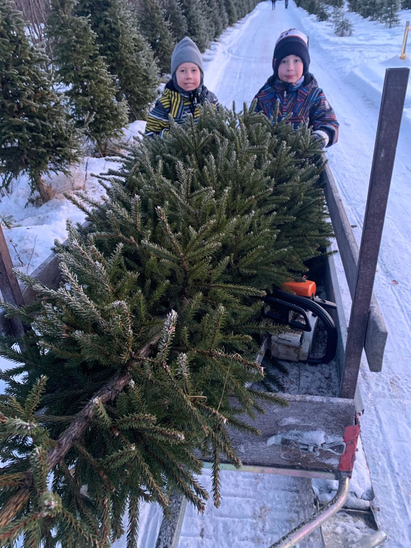 Oulu Reindeers & Christmas Trees 7