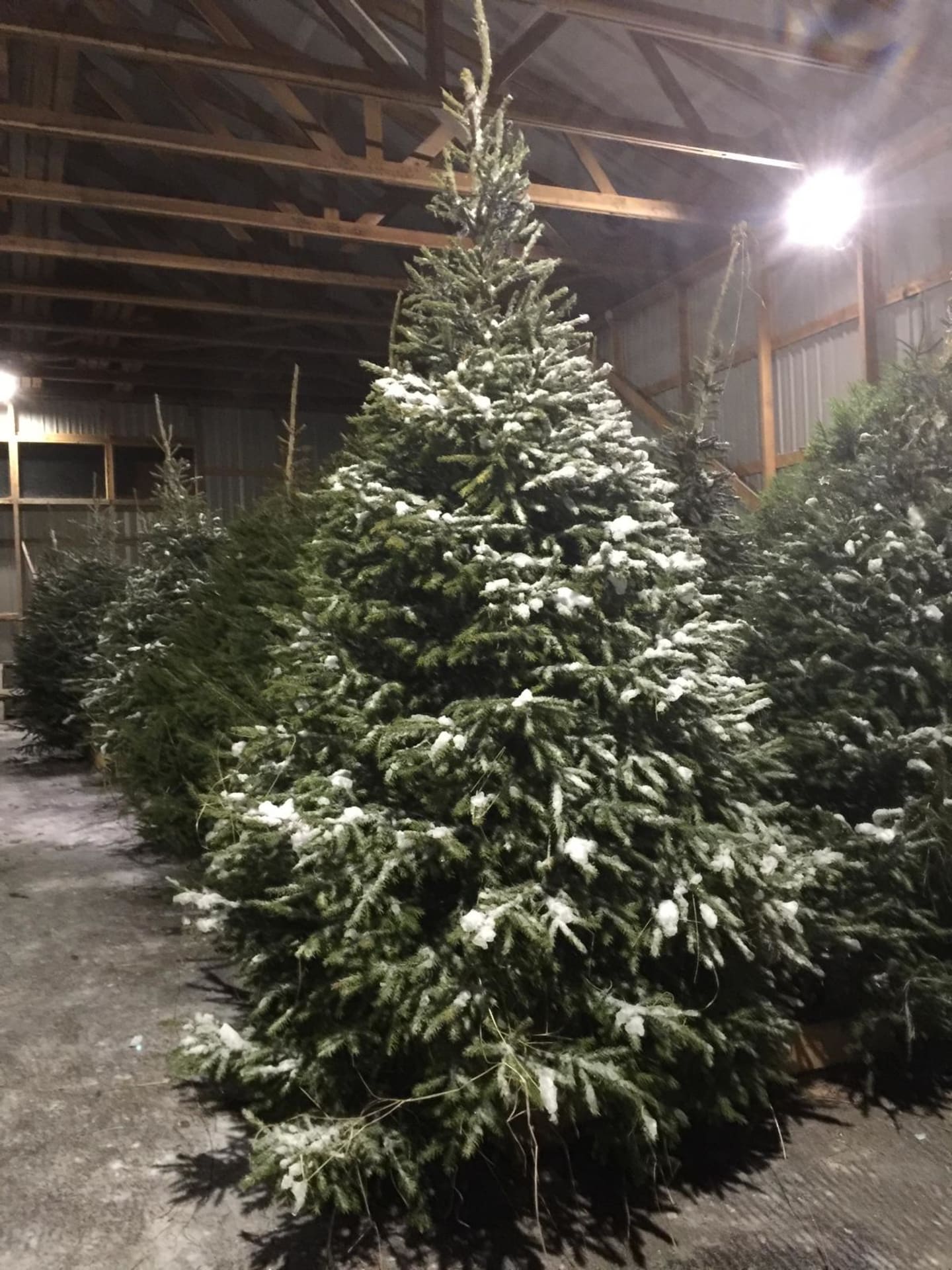 Oulu Reindeers & Christmas Trees 12