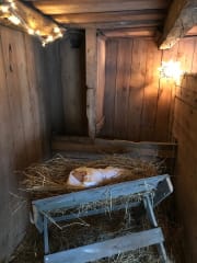 Oulu Reindeers & Christmas Trees 14