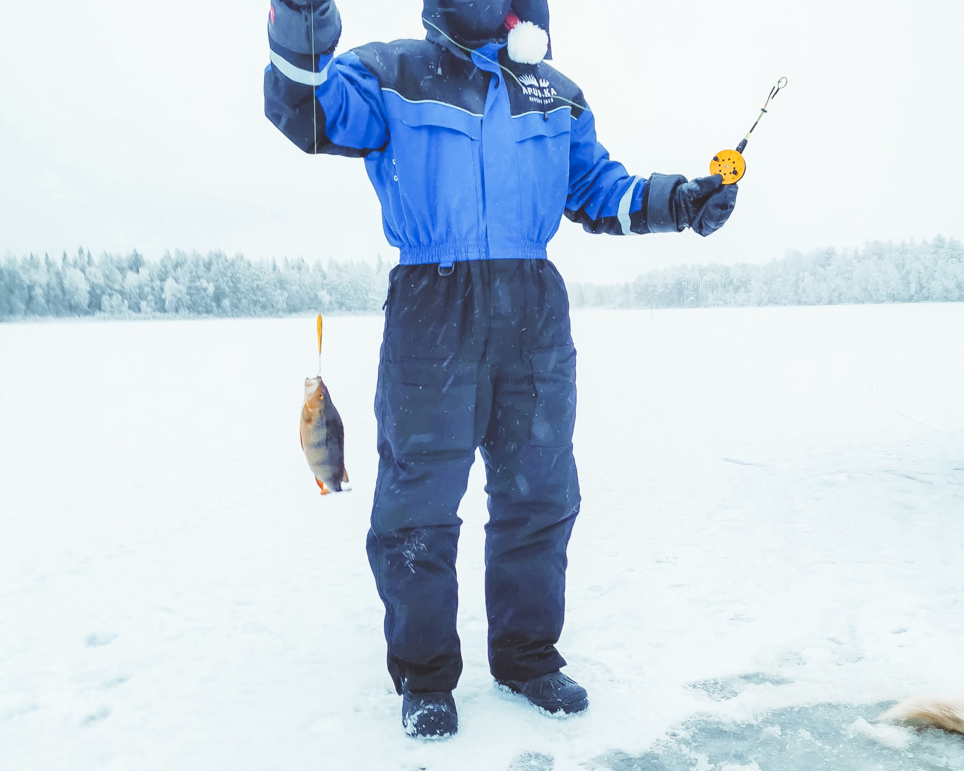 A fish caught during Apukka Adventures Ice-fishing tour.