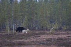 Bear and Wolf at Boreal, Viiksimo
