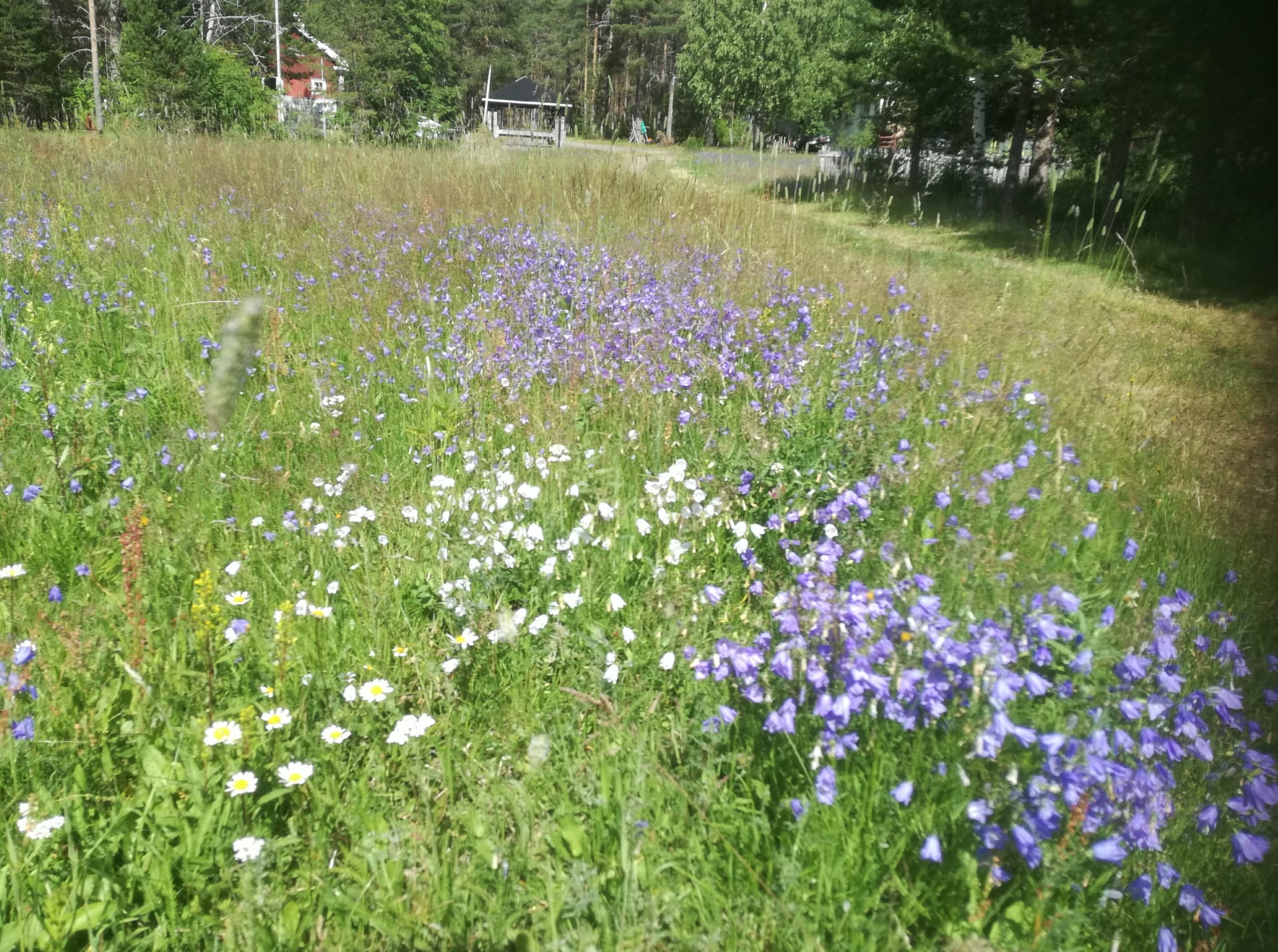 Mökille kävellessä nautit luonnonkukkien väreistä ja tuoksuista.