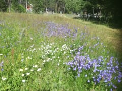 Mökille kävellessä nautit luonnonkukkien väreistä ja tuoksuista.