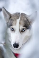 Husky safari in Ranua