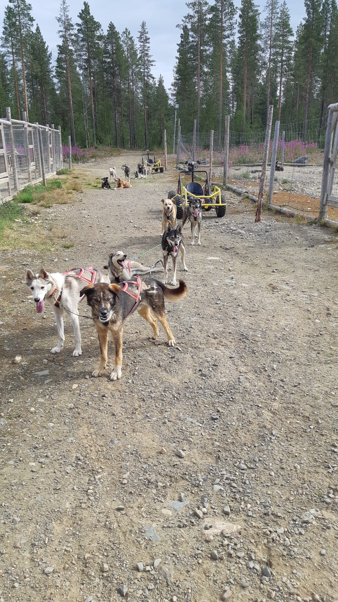 Husky Cart Ride in Lapland Nature | Visit Finland