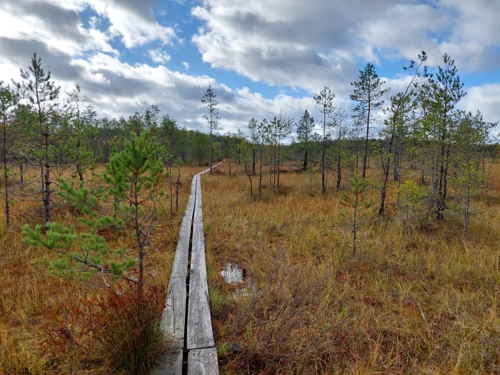 Pitkospuut suolla, ruskapuita ja sininen taivas