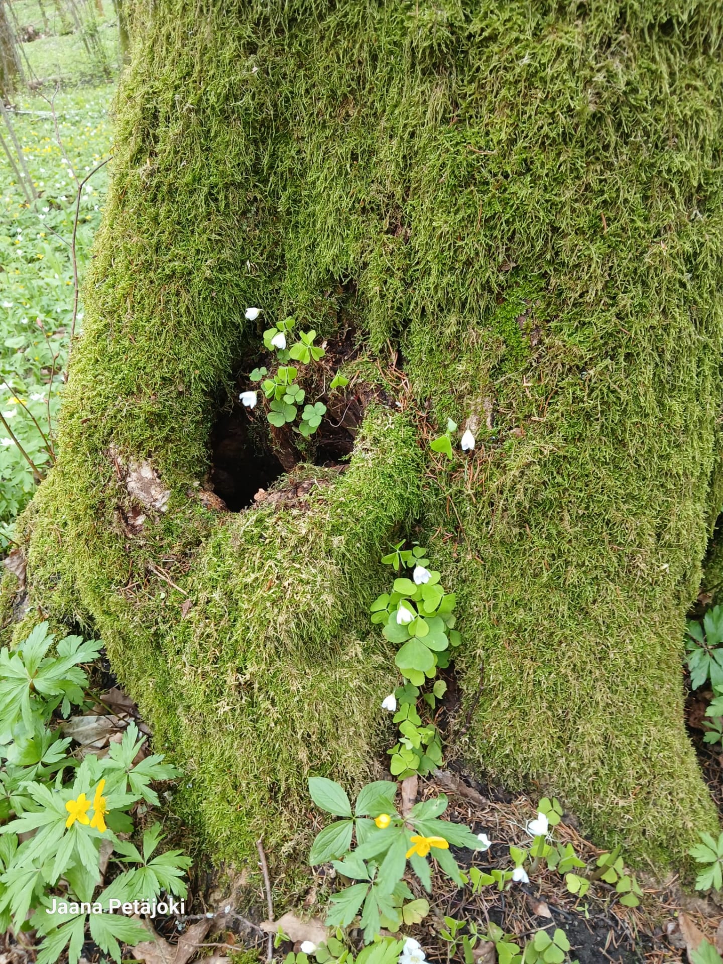 Mossy nature