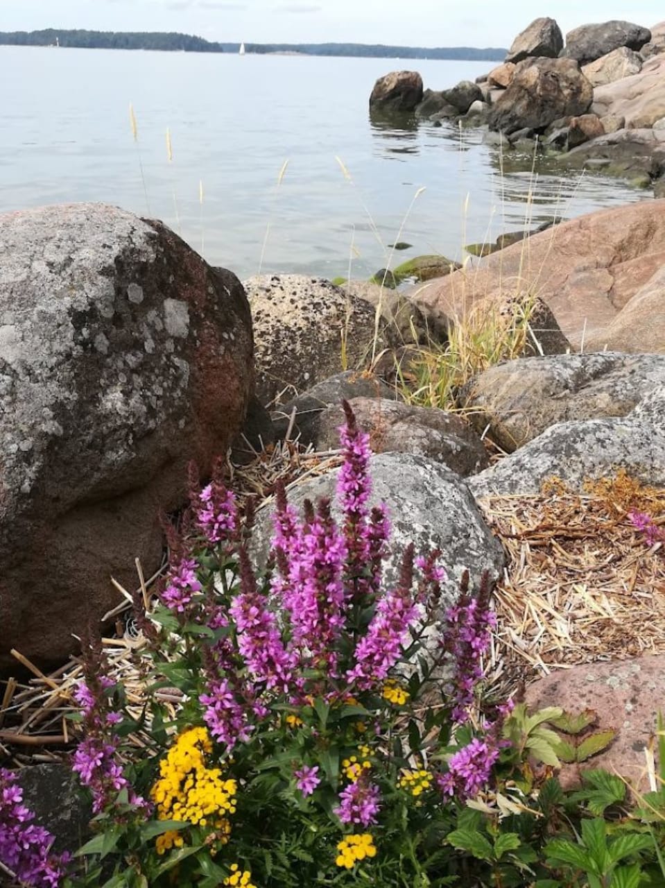 rocky shore and seashore flowers
