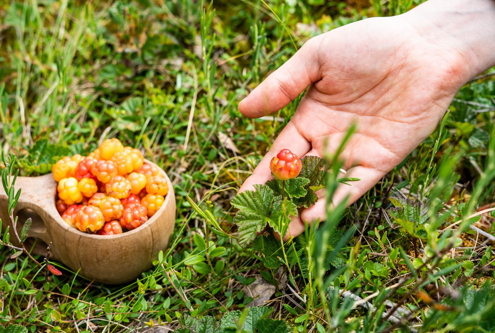 Wild Berries and Mushrooms Picking Tour