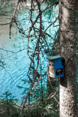 Pikku-Ahvenisto-järvi ja linnunpönttö