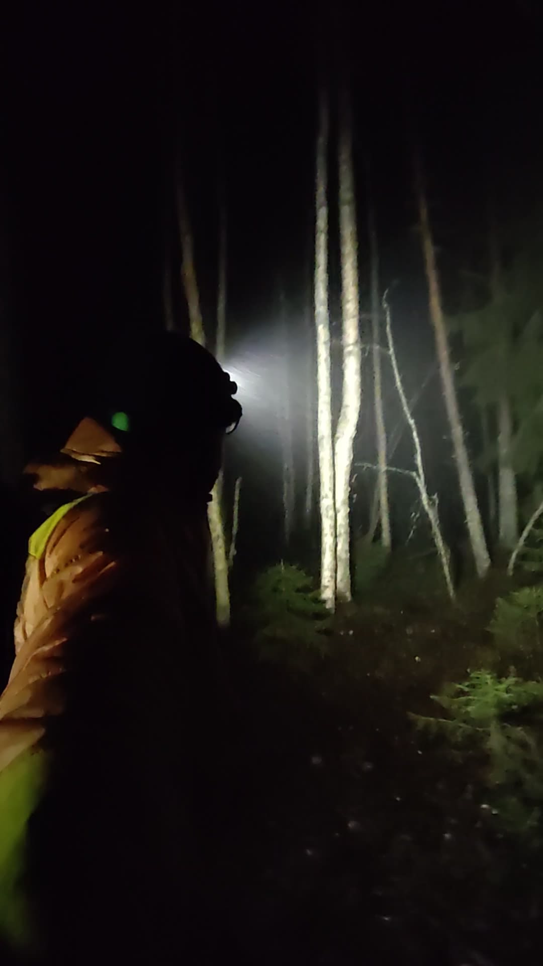 A photo of a person in a dark forest looking at some trees with a head lamp.