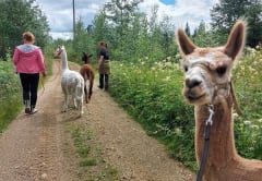 Pihlaja-ahon alpakkalomat