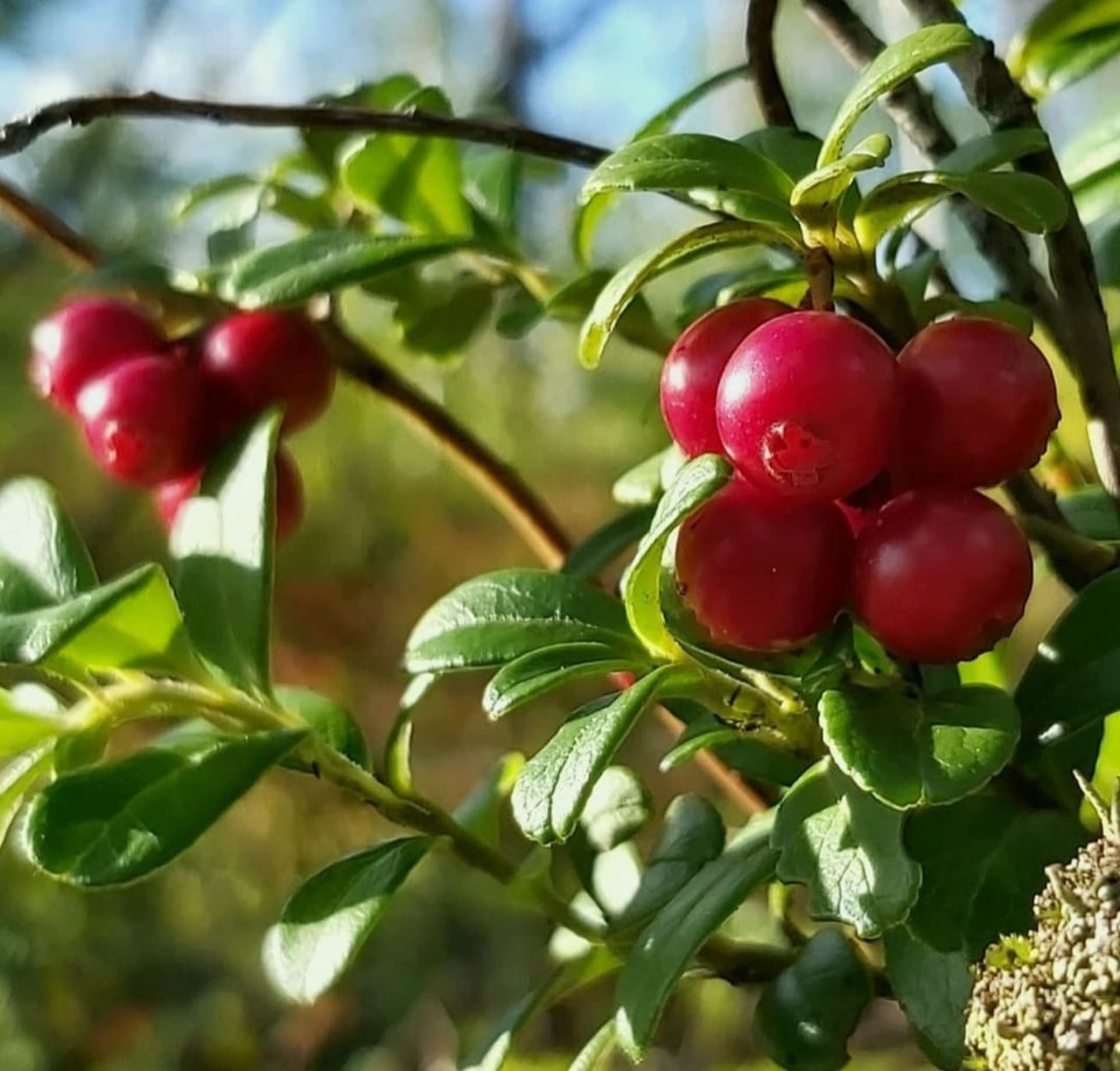 Lingonberry forest