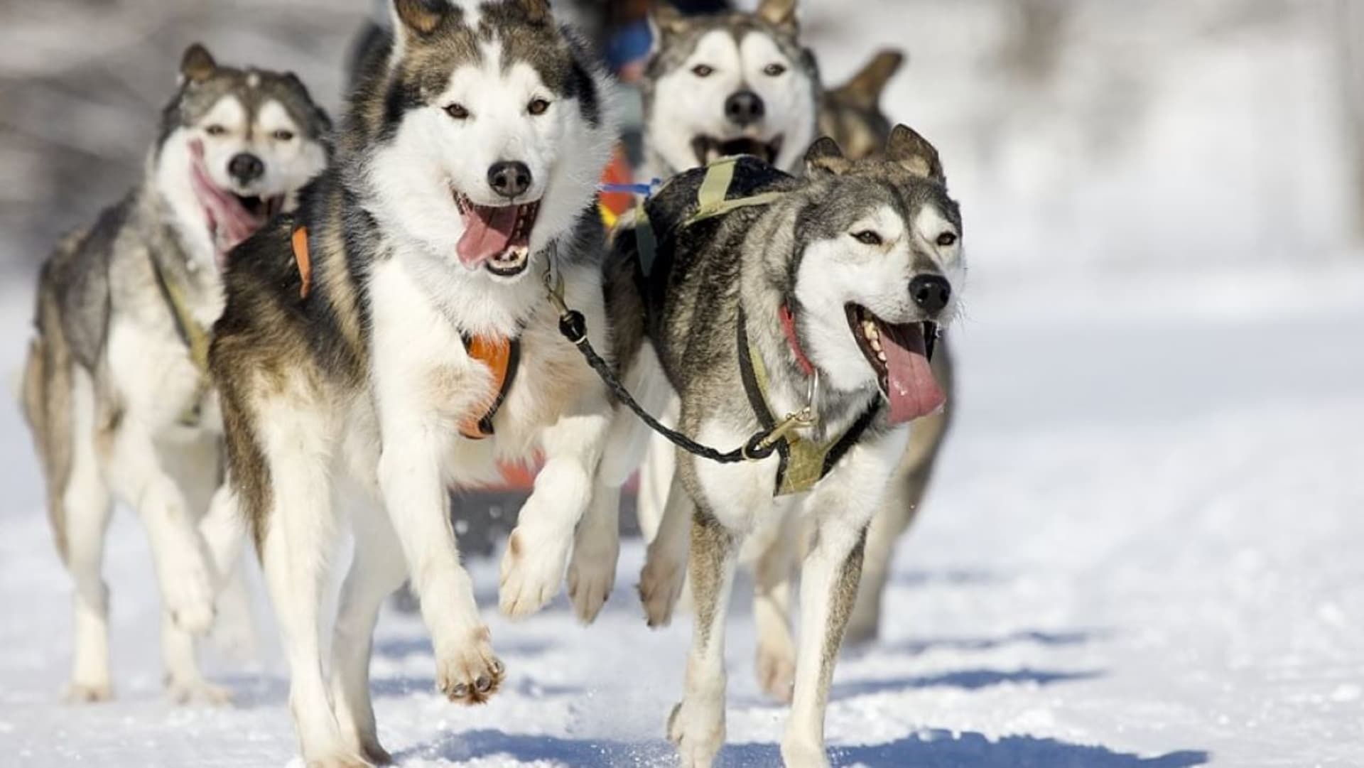 Husky