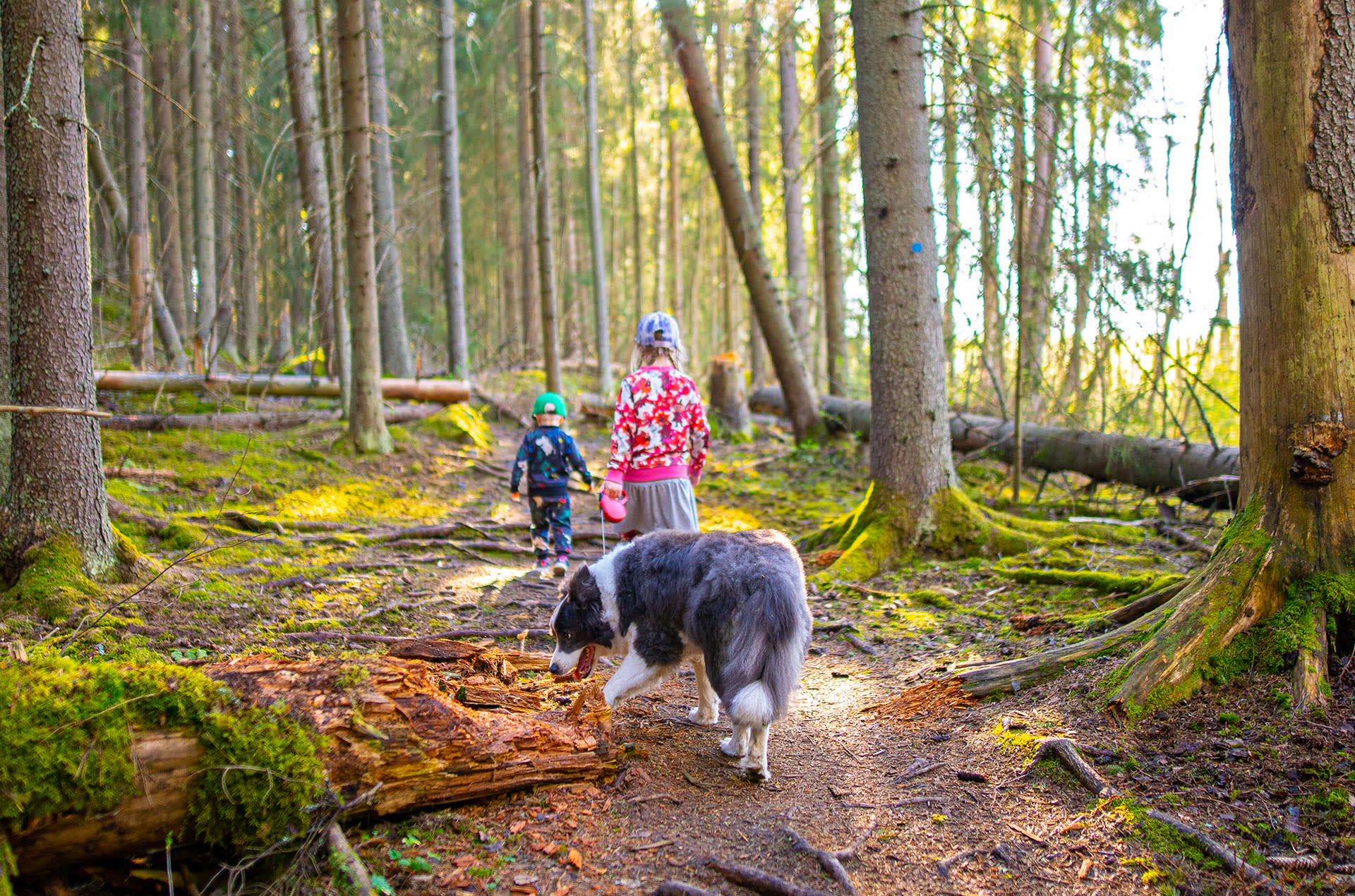 Lapset ja koira kävelevät Vallonjärven luontopolulla.