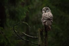 Linturetki Helsingissä