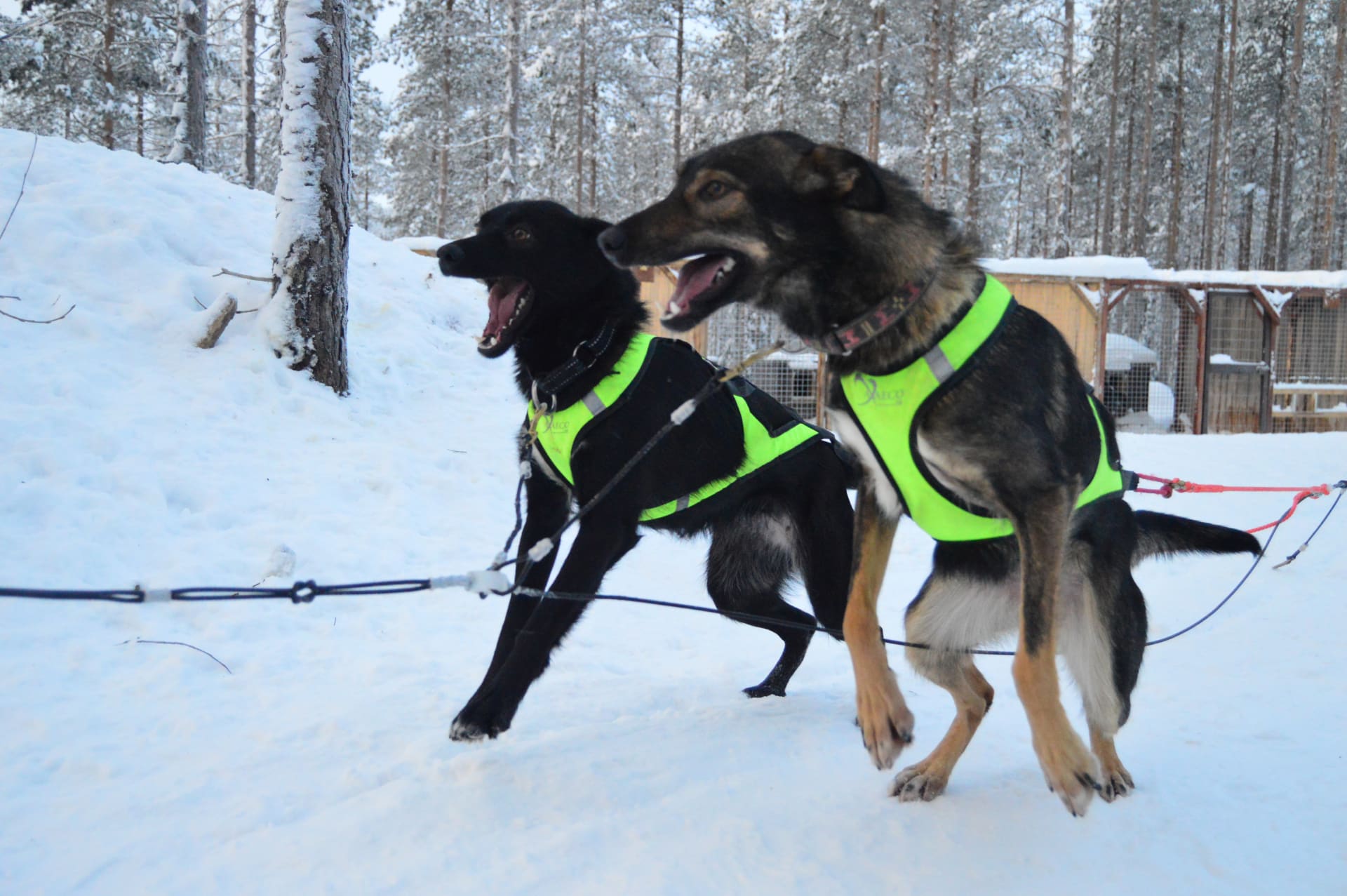 Husky Safaris, Husky Rides, Winter, Rovaniemi, Huskies