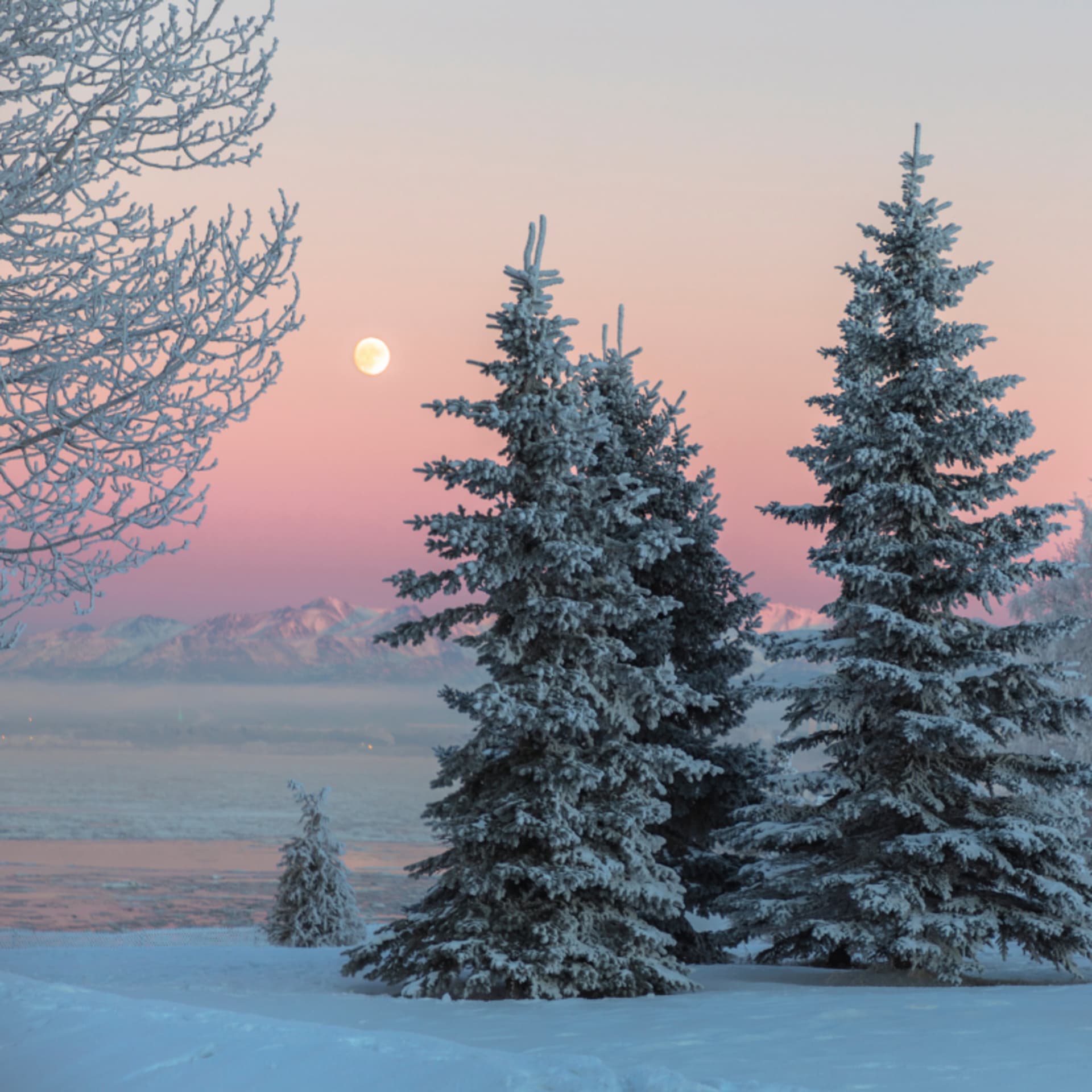 Landscape of Finnish forrest in winter.