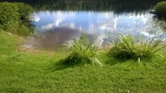 Grass beach and shallow water