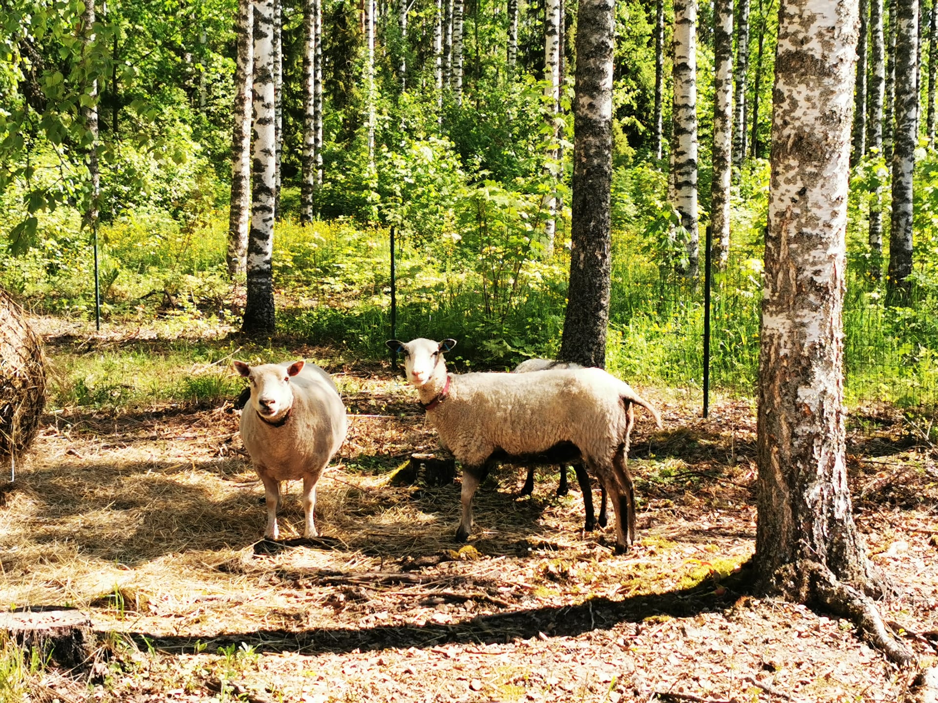 Lastenmaatila pikkupiha lampaat