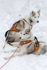Husky safari in Ranua