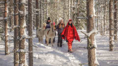 ALPAKKAKÄVELY 1 TUNTI +vierailu Tallitontun Pihalla.