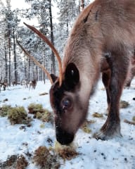 Reindeer calf