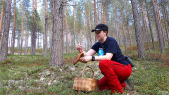 Sienestäjä on polvistunut puhdistaa sientä metsässä. Maassa on pärekori. Kuva: Ulla Matturi