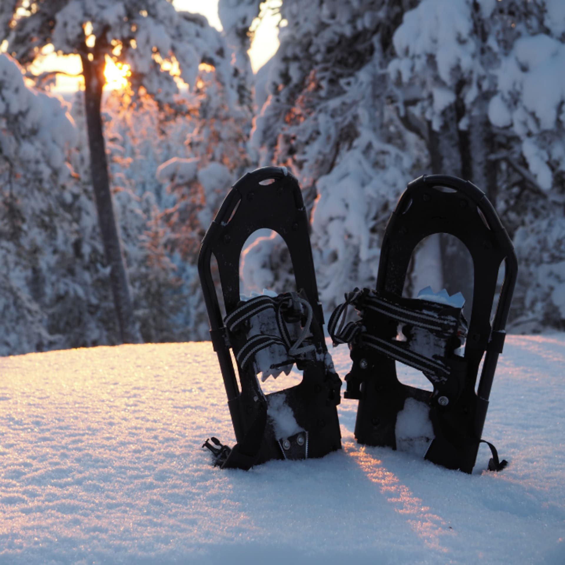 Snowshoes in the snow.