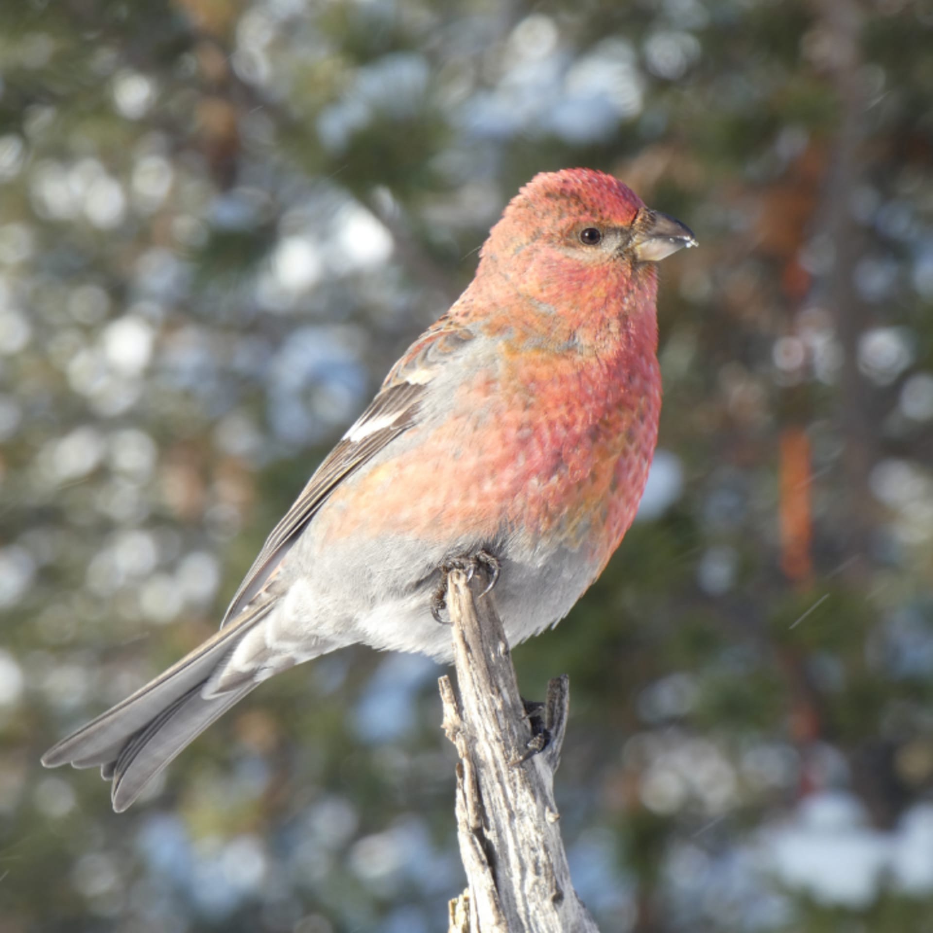 Pine Grosbeak.