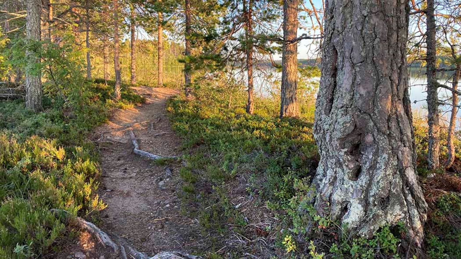 Rantapolku, kuva Eeva Pulkkinen