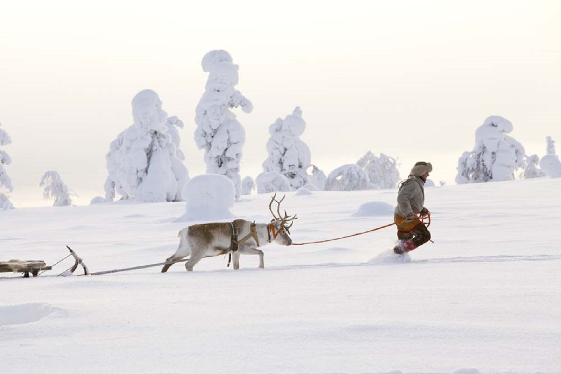 Reindeer Safari