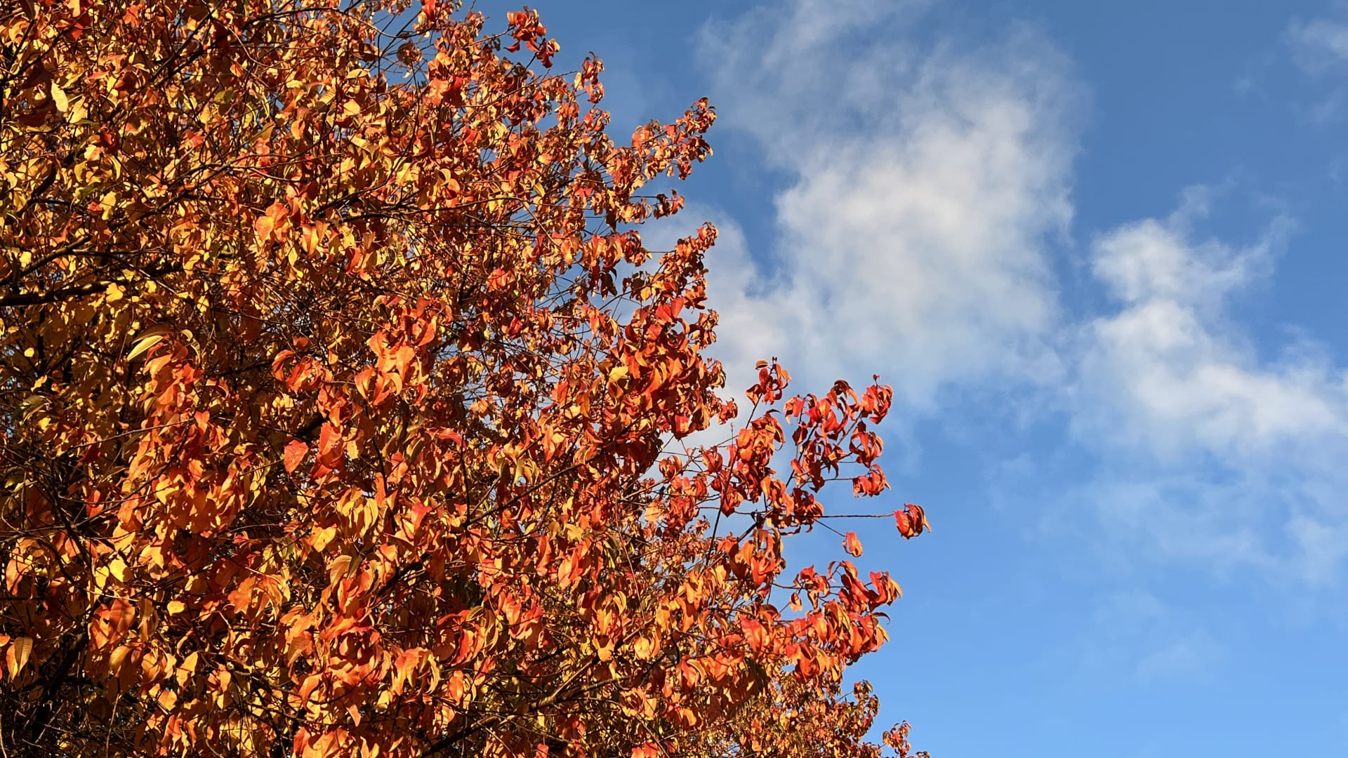 Värikkäitä ruskan lehtiä syksyisessä metsäkylvyssä