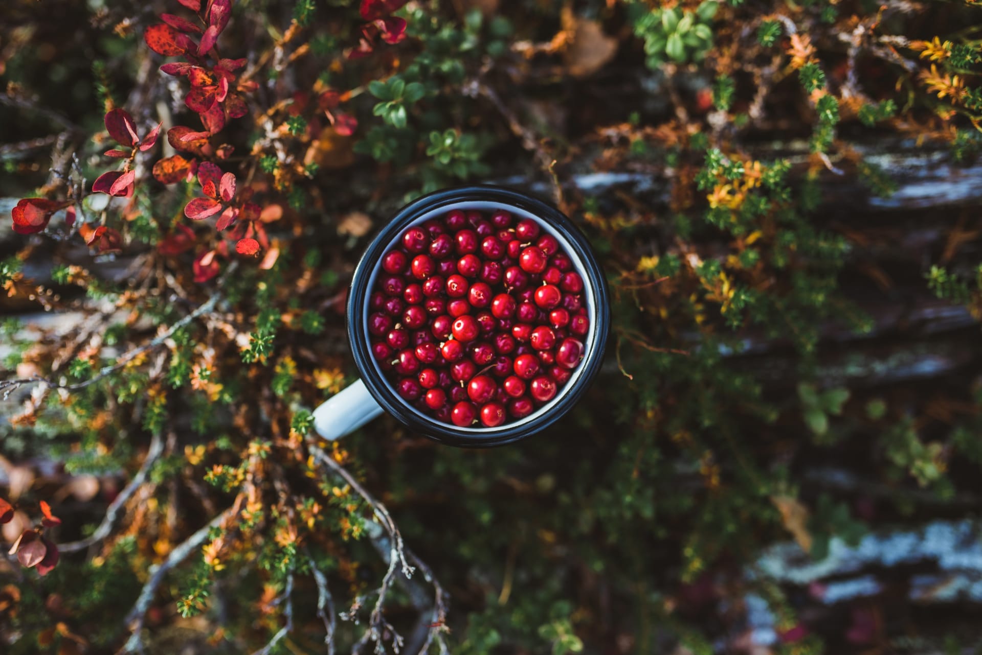 Berry picking and photographing - Rovaniemi