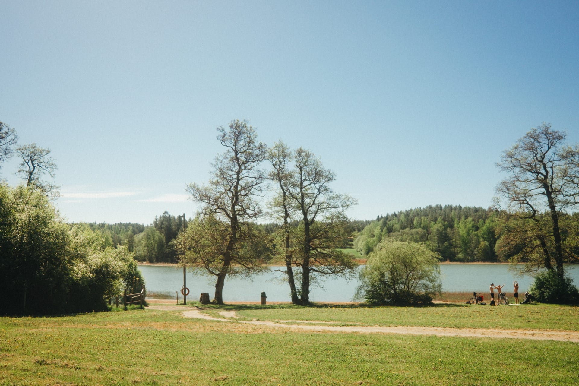 Photo of the grass behind the beach