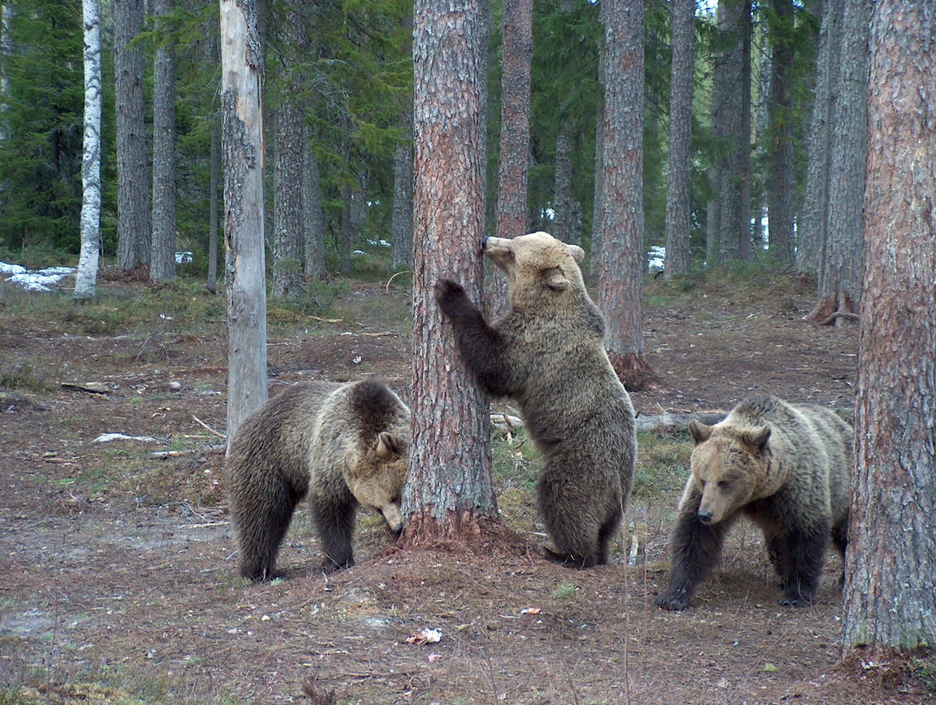 Happy-Wild-Brown-Bears.