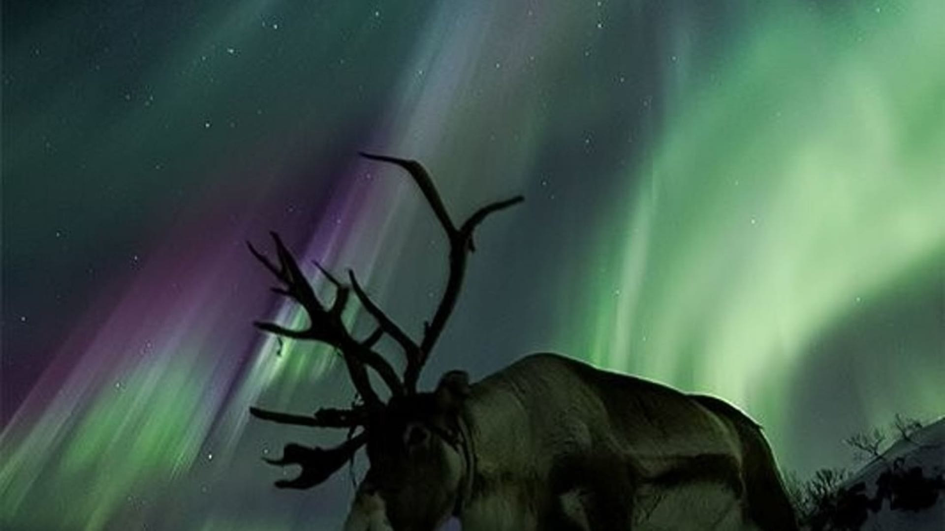 Reindeer