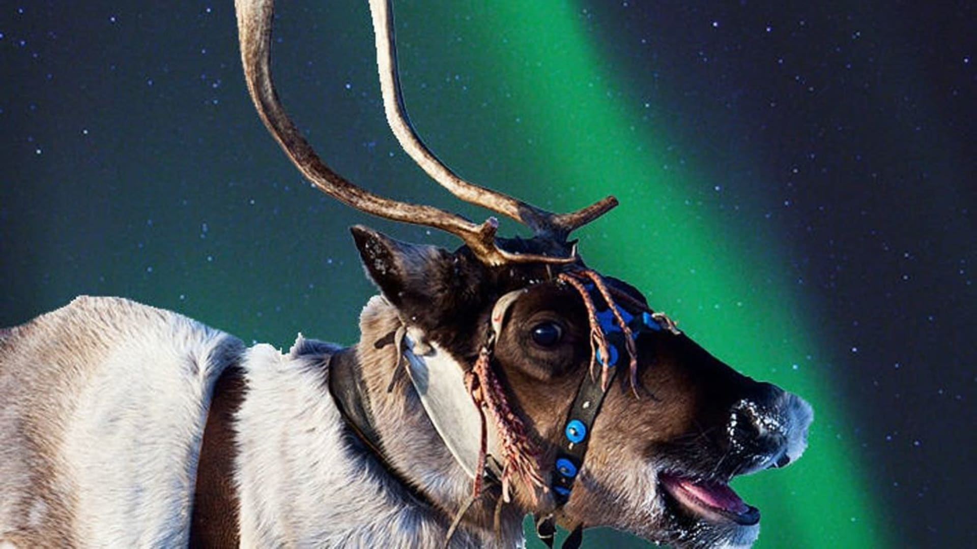 Reindeer