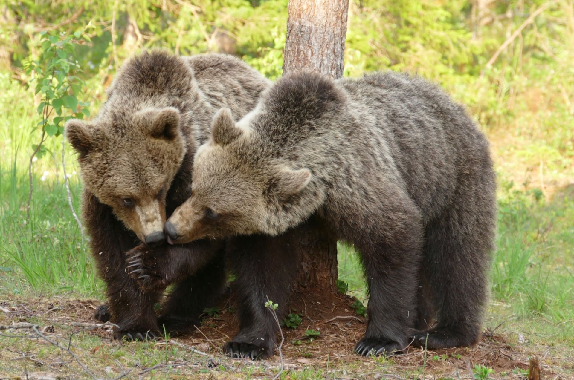 Bear youngsters at Martinselkonen