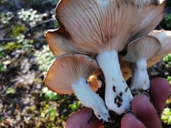 Kuusanna - Luontoretkiä, luonnonantimien keruukoulutuksia ja uniikkeja käsinmaalattuja vaatteita ja asusteita