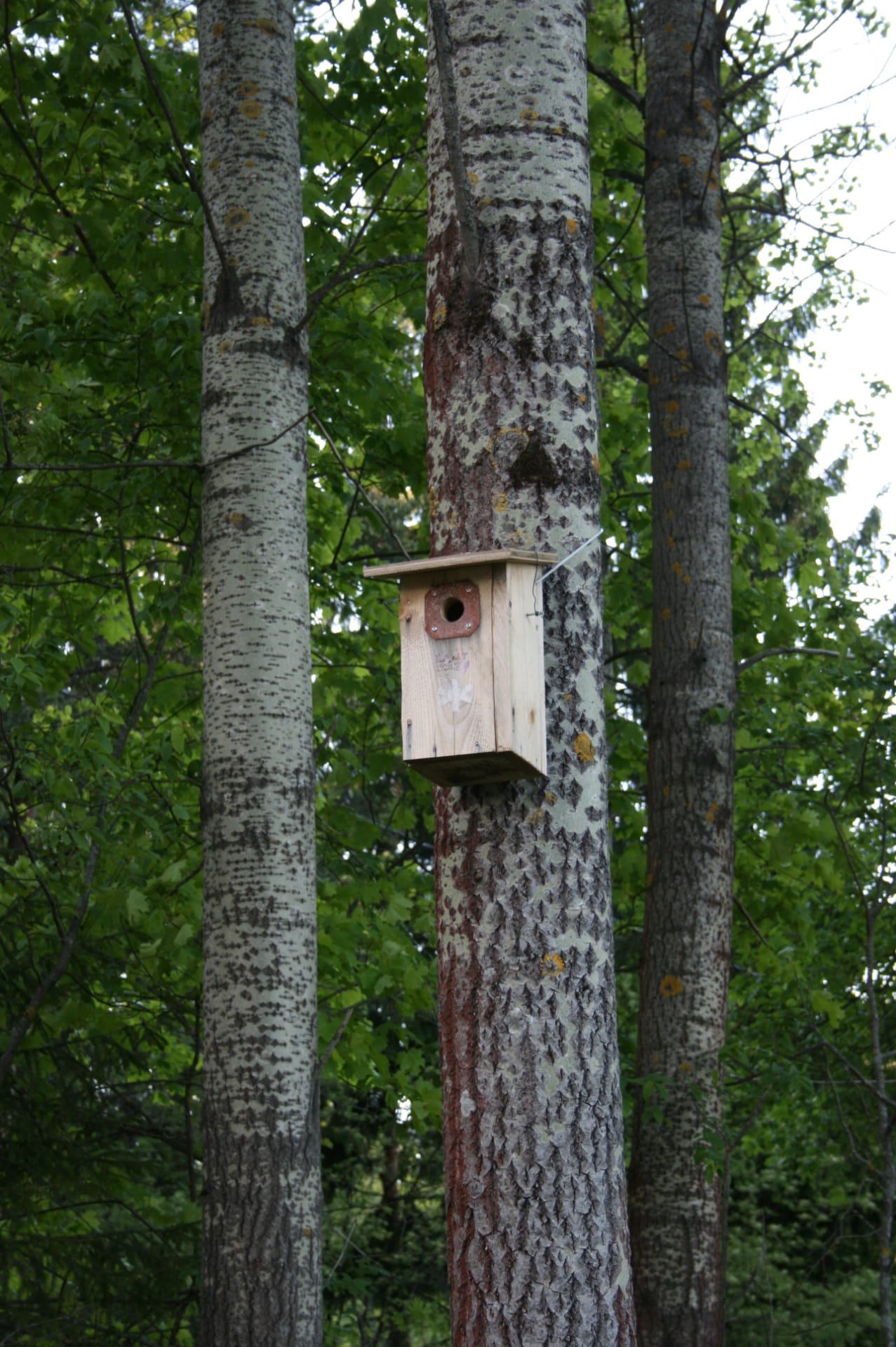 Linnunpönttö Bird house