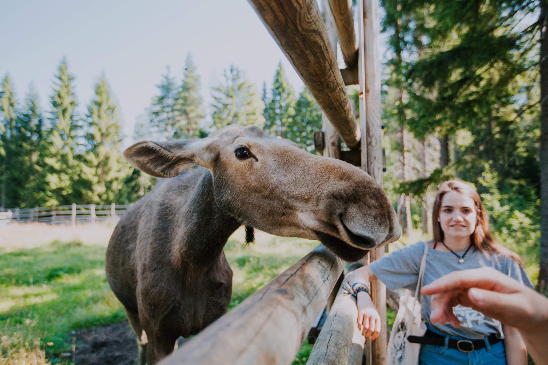  Do you dare to kiss the moose?
