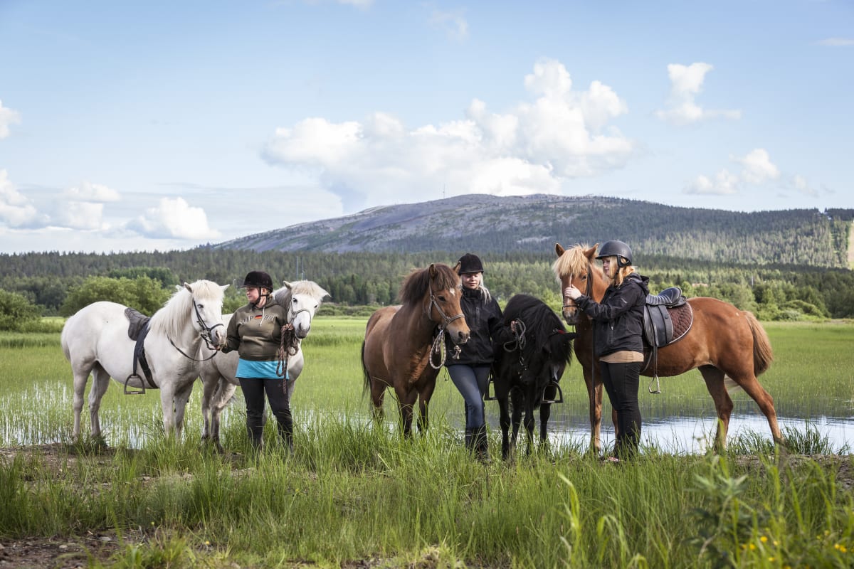 Summer Icelandic Horse Riding Trek in Levi 2 hours