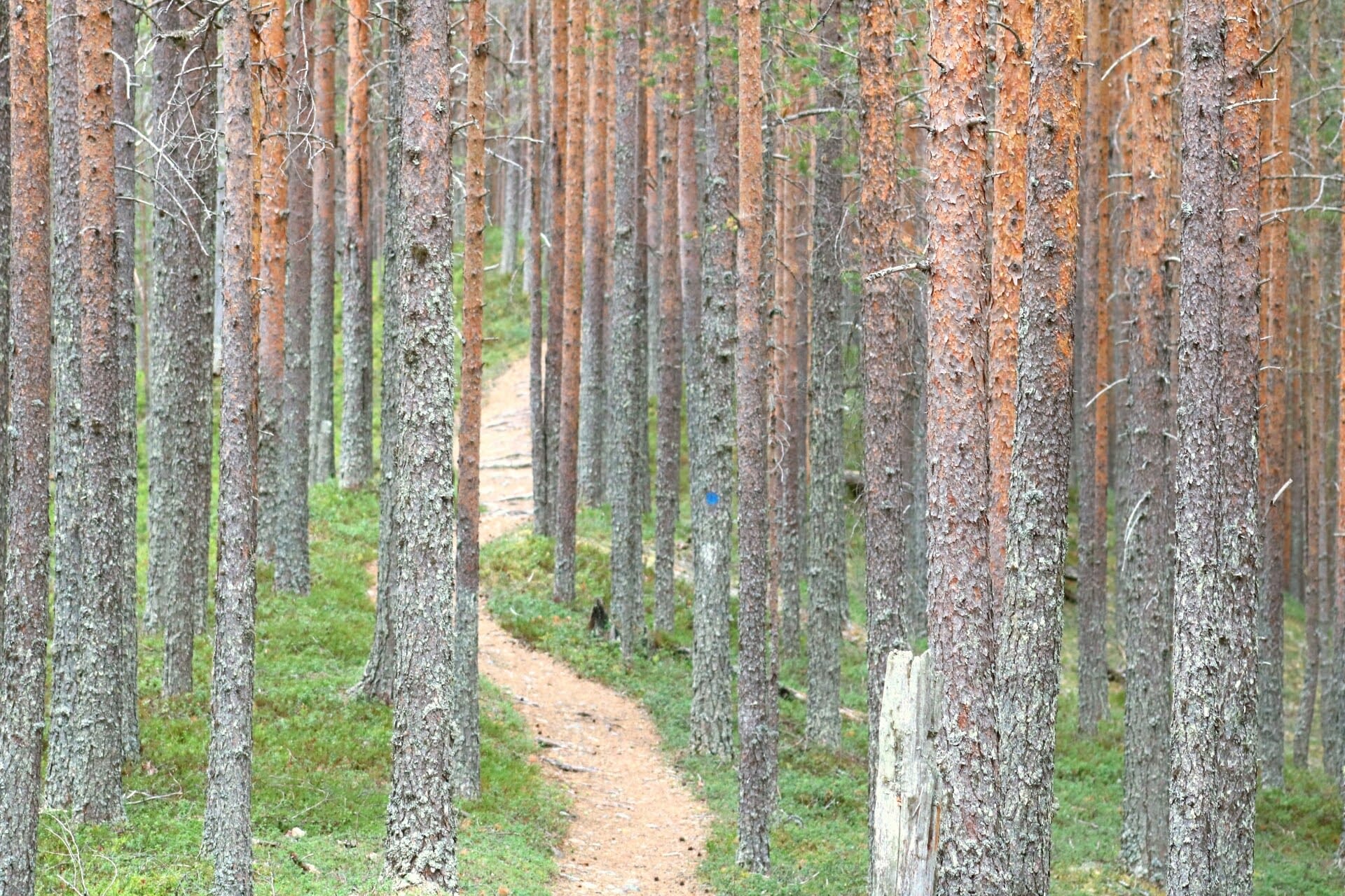 A therapeutic nature trip in Kuhmo's hiking destinations