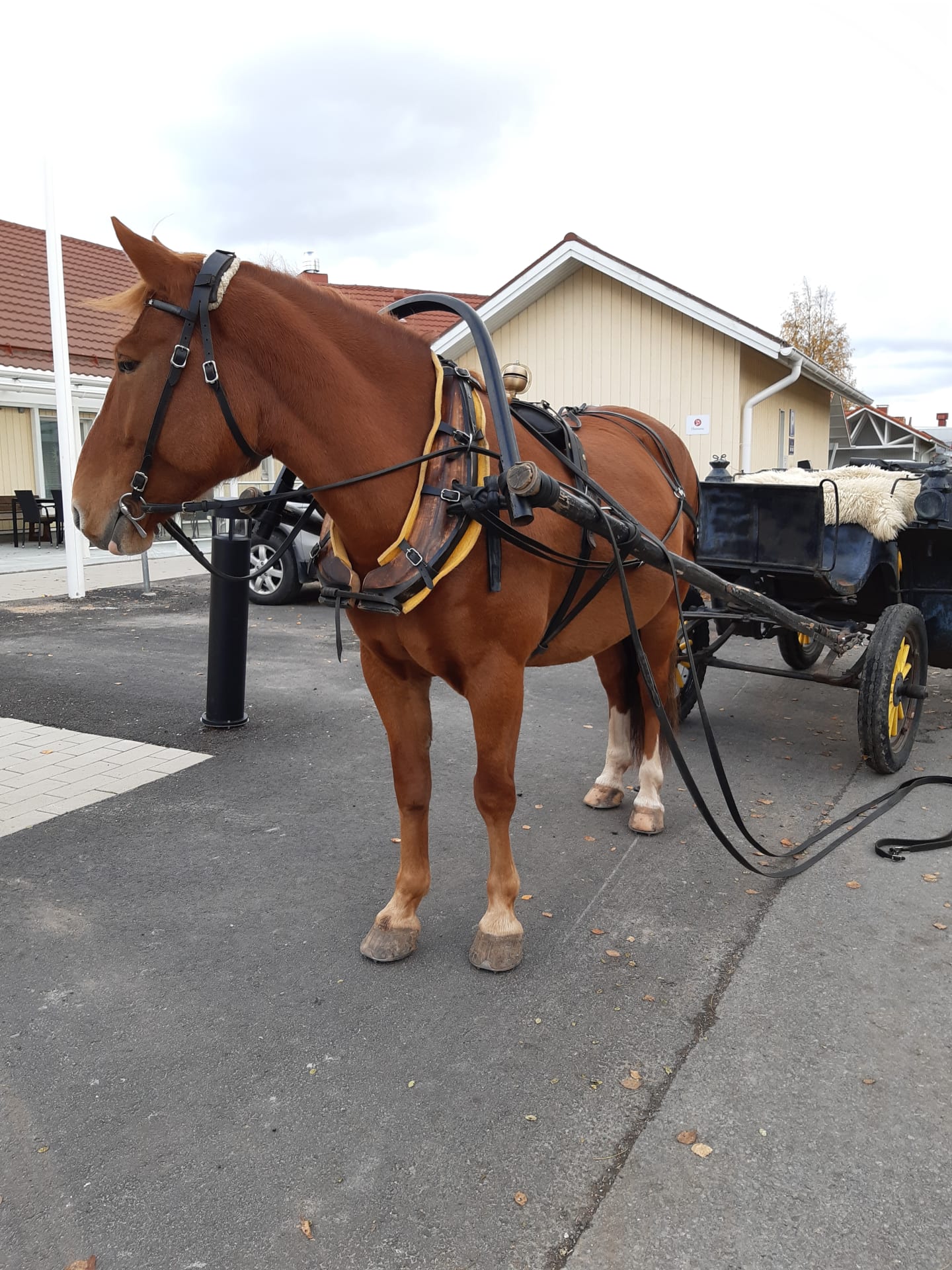 Summertime carriage tours with Finnhorses Summertime carriage tours with Finnhorses