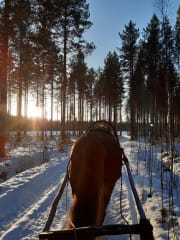 Wintertime sleight rides with Finnhorses