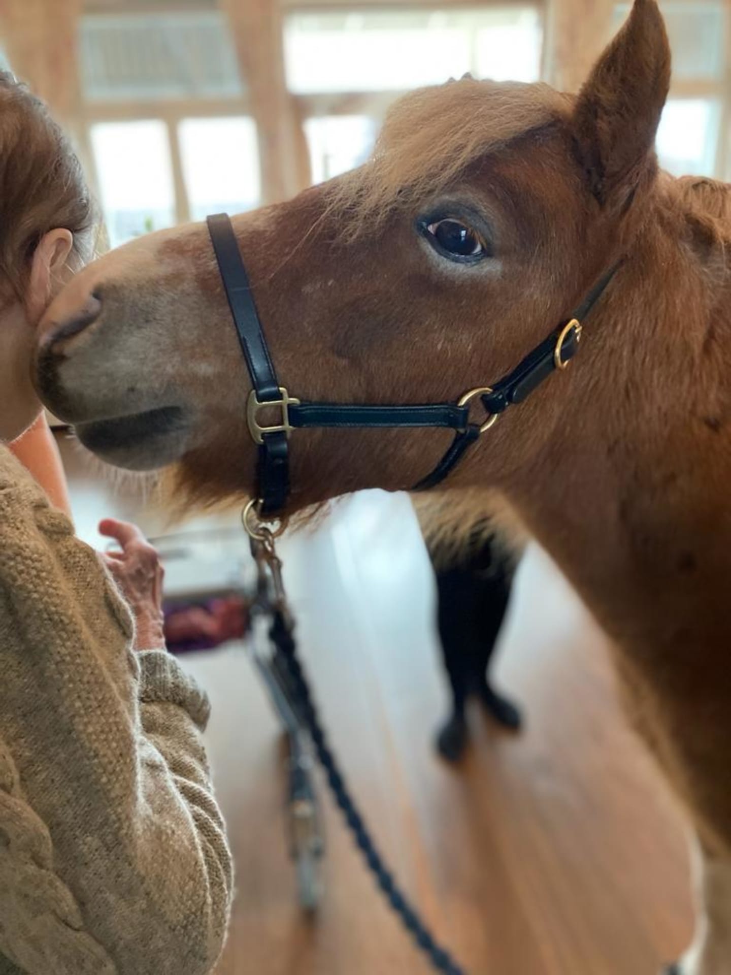 Socio-pedagogical, equine-assisted services with friendly Finnhorses Socio-pedagogical, equine-assisted services with friendly Finnhorses