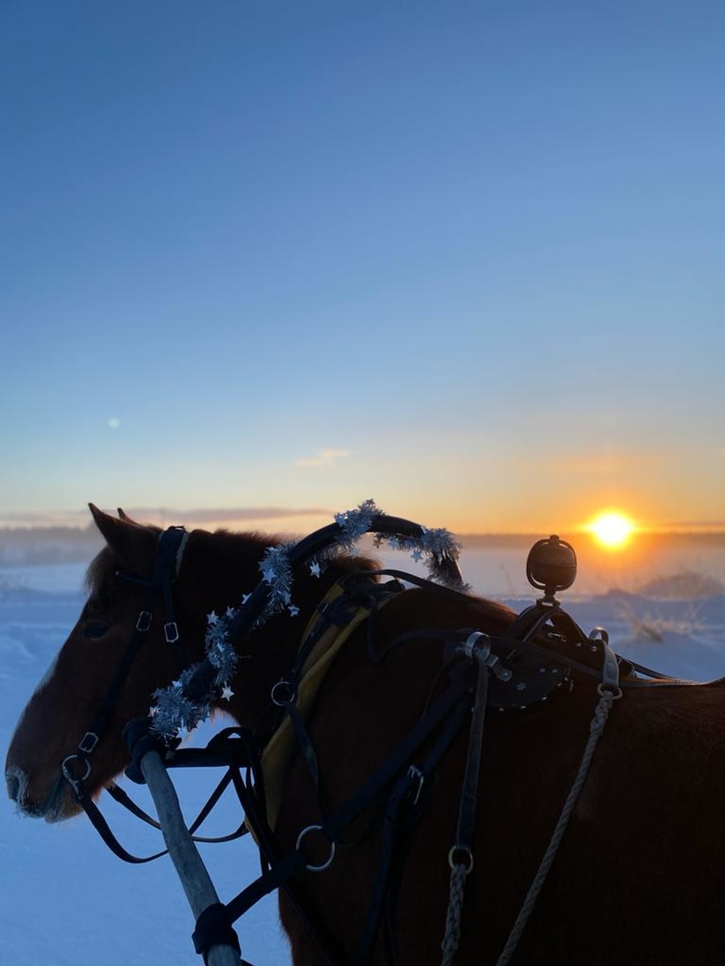 Wintertime sleight rides with Finnhorses Wintertime sleight rides with Finnhorses