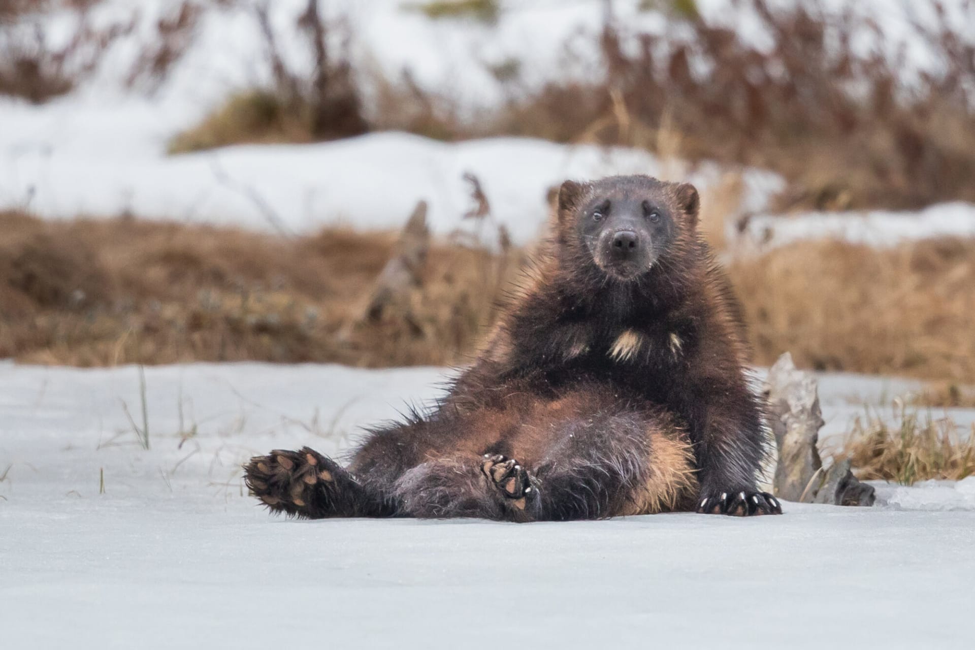 Karelian Winter Week – Nature, Flavours & Northern Magic for Families