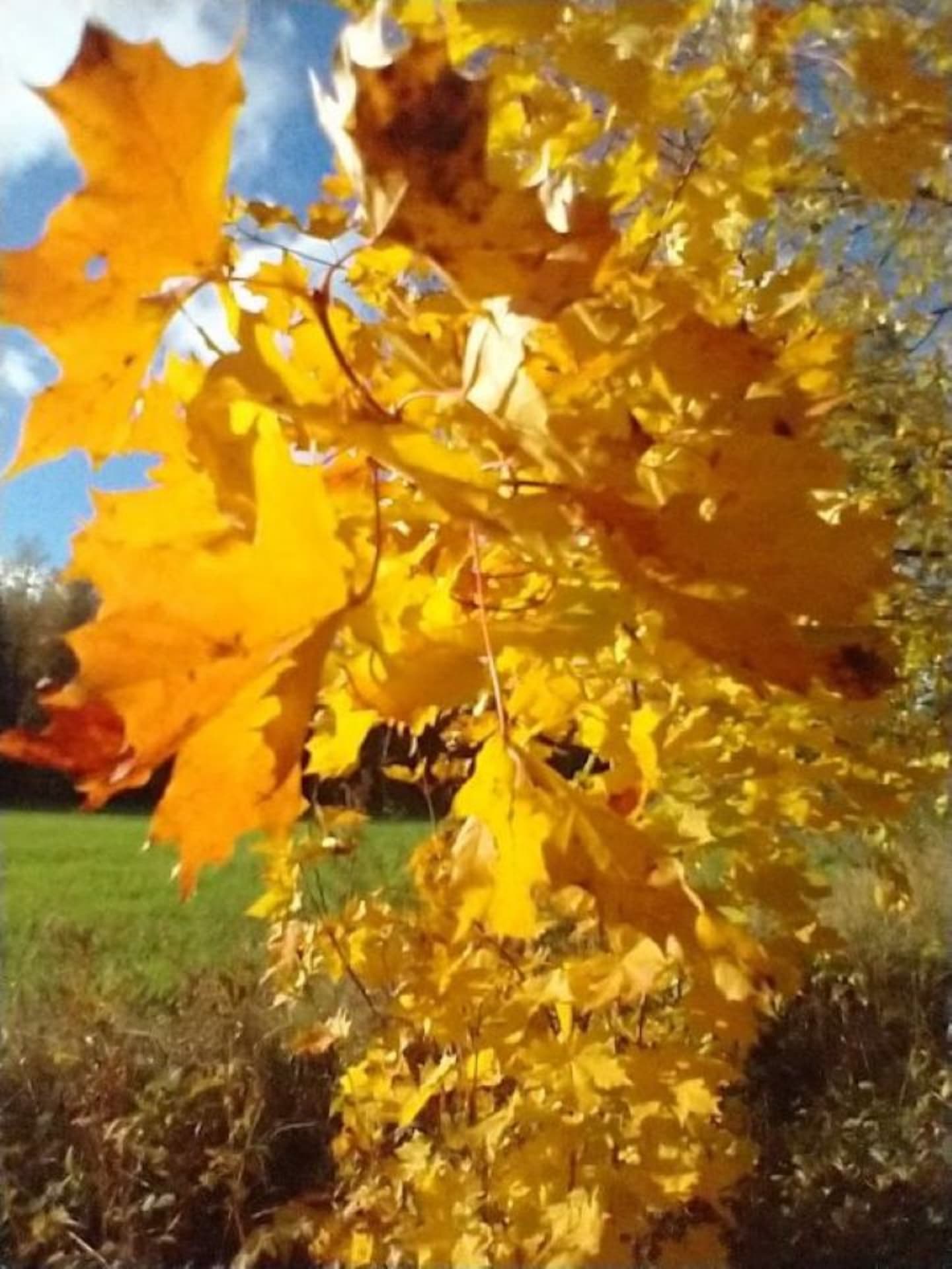 The splendor of autumn colors